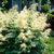 Aruncus dioicus