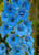 Delphinium Blue Jay