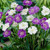 Scabiosa Perfecta White 5cm