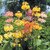 Primula candelabra mixed