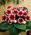 Gloxinia Kaiser Friedrich