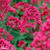 Centranthus ruber coccineus