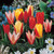 Tulip Greigii/Kaufmanniana Mixed