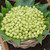 Gooseberry Invicta