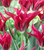 Tulip 'Dolls Minuet'
