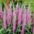 Veronica spicata Barcarolle