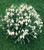 Single Snowdrops In the Green