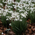 Single Snowdrops In the Green