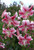 Lilium Anastasia