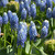 Muscari aucheri 'Ocean Magic'