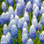 Muscari aucheri 'Ocean Magic'