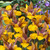 Iris Dutch 'Bronze Perfection' 7-8cm