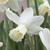 Narcissus Surfside 10-12cm