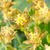 Tricyrtis latifolia