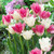 Tulip 'Huis Ten Bosch'