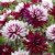 Dahlia 'Rebecca's World'