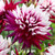 Dahlia 'Rebecca's World'