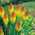 Kniphofia