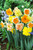 Narcissus Orchid Mix
