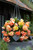 Begonia Splendide Ballerina 5/6cm