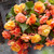 Begonia Splendide Ballerina 5/6cm