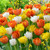 Tulip 'Mondial'