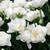 Tulip 'Mondial'