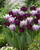 Tulip Cummins 11-12cm