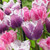 Tulip Cummins 11-12cm