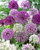 Allium 'Haarlem Superglobe' Mixed 10/12cm