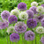 Allium 'Haarlem Superglobe' Mixed 10/12cm
