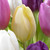 Tulip Cream Flag (Saver Sized Bulbs)