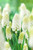 Muscari aucheri 'White Magic'