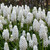 Muscari aucheri 'White Magic'