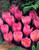 Crocus kotschyanus