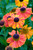 Helenium Sahin's Early Flowerer