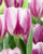 Tulip Flaming Flag