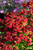 Helenium autumnale Helena Red