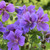 Geranium magnificum Rosemoor