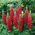 Lupin Gallery Red (5cm Module)