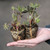 Lupin Gallery Red (5cm Module)