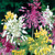 Allium Fireworks Mixed