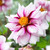 Dahlia 'Edge of Joy'