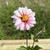 Dahlia 'Edge of Joy'