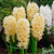 Hyacinth 'Gypsy Princess' 14/15cm