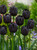Tulip 'Paul Scherer'