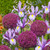 Iris Dutch 'King Mauve'