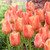Tulip 'Stunning Apricot'