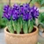 Iris reticulata 'Pixie'