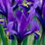 Iris reticulata 'Pixie'